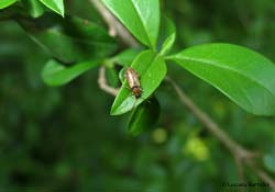 Rhagonycha nigriceps