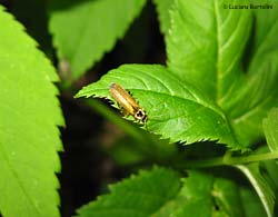 Coleottero Cantharis decipiens