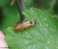 Cantharis decipiens