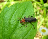 Cantharis livida