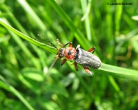 Cantharis rustica