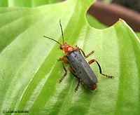 Coleottero cantharis livida