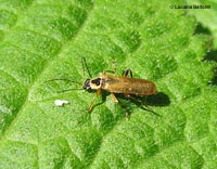 Cantharis decipiens