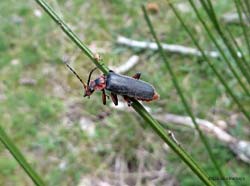 Cantharis rustica