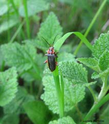 Coleottero Cantharis rustica