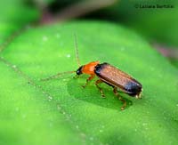 Cratosilis laeta