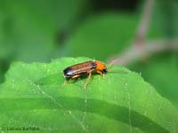 Cratosilis laeta