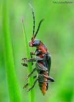 cantharis rustica