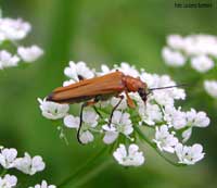 Oedemera podagrariae