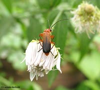 Rhagonycha fulva