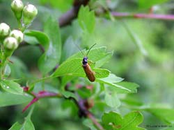 Rhagonycha lignosa