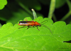 Rhagonycha fulva