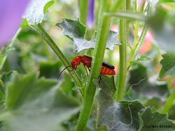 Rhagonycha fulva