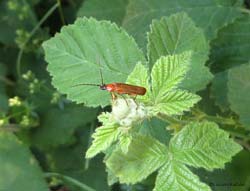 Rhagonycha nigriceps