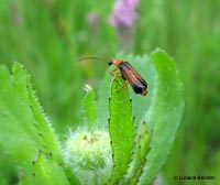 Cratosilis laeta