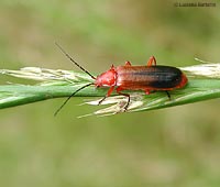 Coleottero Rhagonycha fulva