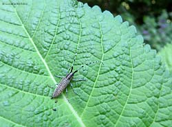 Agapanthia villosoviridescens