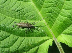 Agapanthia villosoviridescens