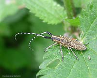 Agapanthia villosoviridescens