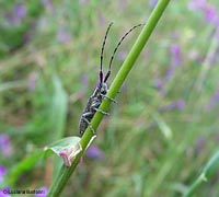 Agapanthia sp.