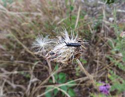 Agapanthia cardui