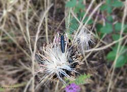 Agapanthia cardui