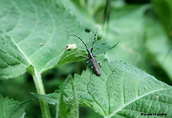 Agapanthia villosoviridescens