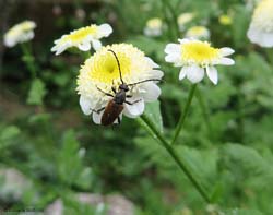 Anastrangalia sanguinolenta maschio