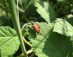 Anastrangalia sanguinolenta femmina