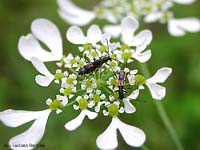 Brachypteroma ottomanum