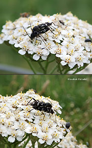 Cerambycidae Chlorophorus sartor