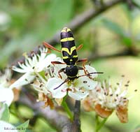 Clytus arietis