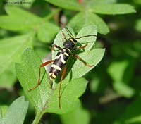 Clytus arietis, lo scarabeo vespa