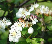 Clytus arietis