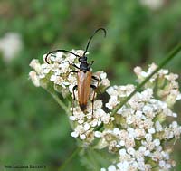 Stictoleptura rubra ex Corymbia rubra