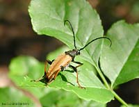 Stictoleptura rubra maschio