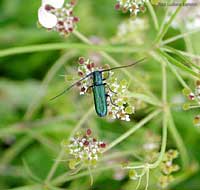 Coleottero Agapanthia violacea su fiori