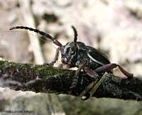 Cerambycidae Dorcadion