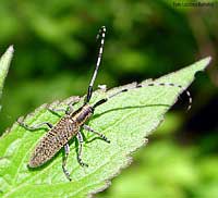 Agapanthia villosoviridescens