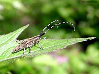 coleottero cerambycidae Agapanthia villosoviridescens