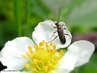 Grammoptera ruficornis