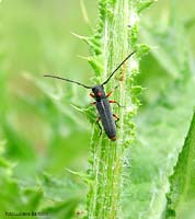 Phytoecia virgula