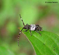 piccolo Cerambycide Pogonocherus hispidus