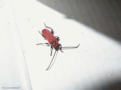 Cerambyce rosso Pyrrhidium sanguineum