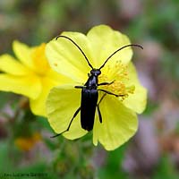 Stenurella nigra