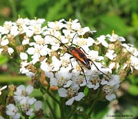 Stenurella bifasciata