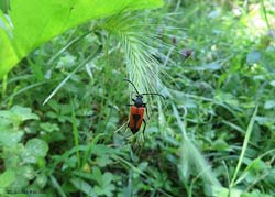 Stictoleptura cordigera