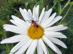 cerambice rosso e nero Stictoleptura cordigera