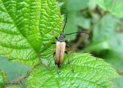 Stictoleptura rubra maschio