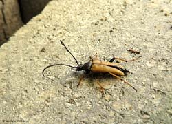 Stictoleptura rubra maschio